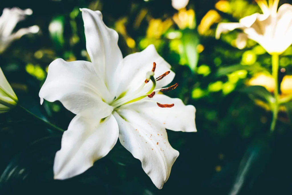 Lys blanc en pleine floraison sur un fond végétal sombre, ambiance sobre et apaisée