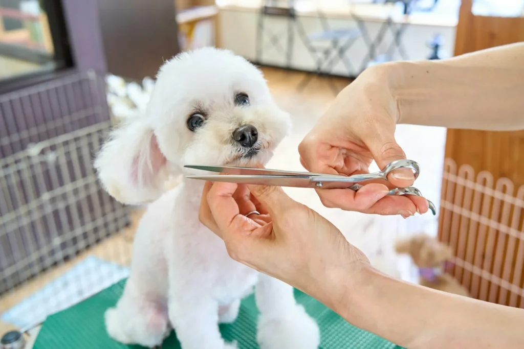Petit chien blanc à poils longs taillé aux ciseaux dans un salon lumineux