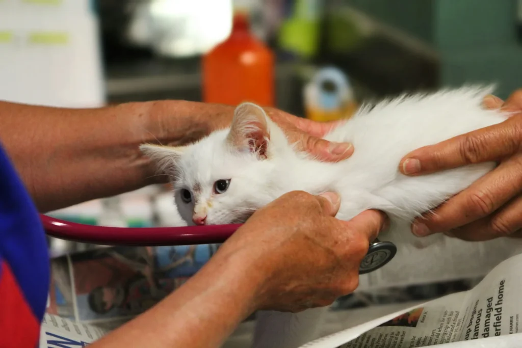 Chaton blanc examiné délicatement par un vétérinaire dans une clinique.